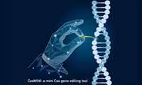 CRISPR/Cas9